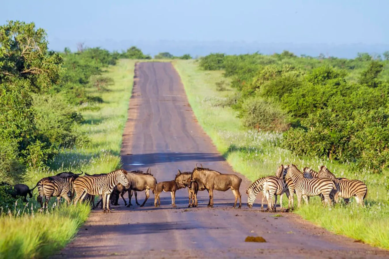 EQUATOR SAFARI