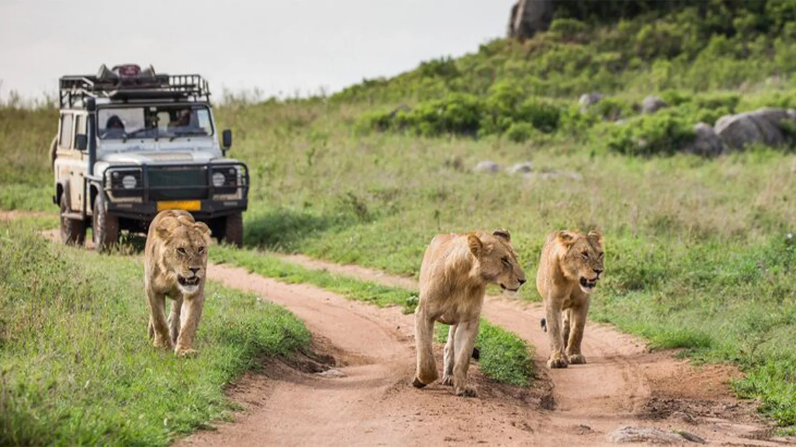 Lake Nakuru Safari – Flamingos & Big Cat Kenya Safari Adventure